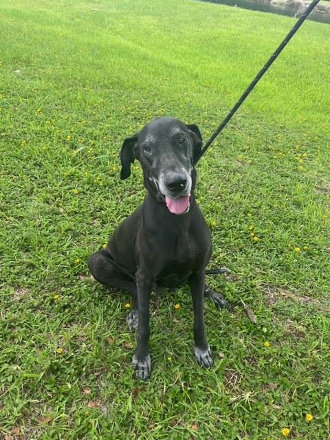 adoptable Dog in Miami, FL named DANA I