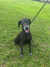 adoptable Dog in  named DANA I