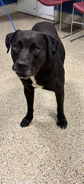 adoptable Dog in Miami, FL named JUNIOR