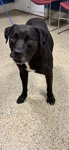 adoptable Dog in  named JUNIOR