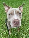 adoptable Dog in  named JACK
