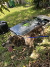 adoptable Dog in  named BRUNNO