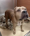 adoptable Dog in  named MARTINA