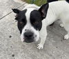 adoptable Dog in  named SAINT