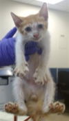 adoptable Cat in miami, FL named BRET
