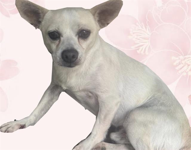 adoptable Dog in Miami, FL named RAY MYSTERIO