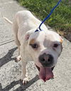 adoptable Dog in  named CAL