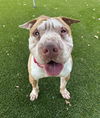 adoptable Dog in  named GRAYSON