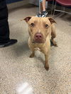 adoptable Dog in  named LOBA