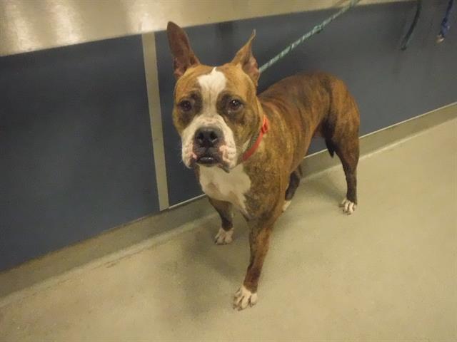 adoptable Dog in Miami, FL named IZZY