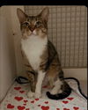 adoptable Cat in  named STORM