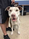 adoptable Dog in  named WALDO