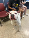 adoptable Dog in  named CASPER