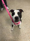 adoptable Dog in  named ROCKY