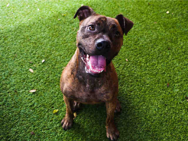 adoptable Dog in Miami, FL named REX