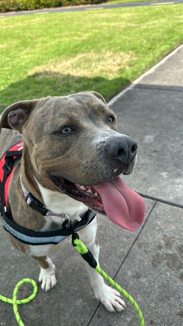 adoptable Dog in Miami, FL named CHOLO