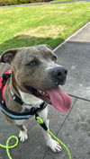 adoptable Dog in  named CHOLO