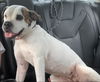 adoptable Dog in miami, FL named AVA