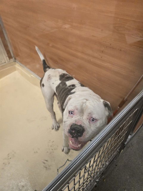 adoptable Dog in Miami, FL named MONTY