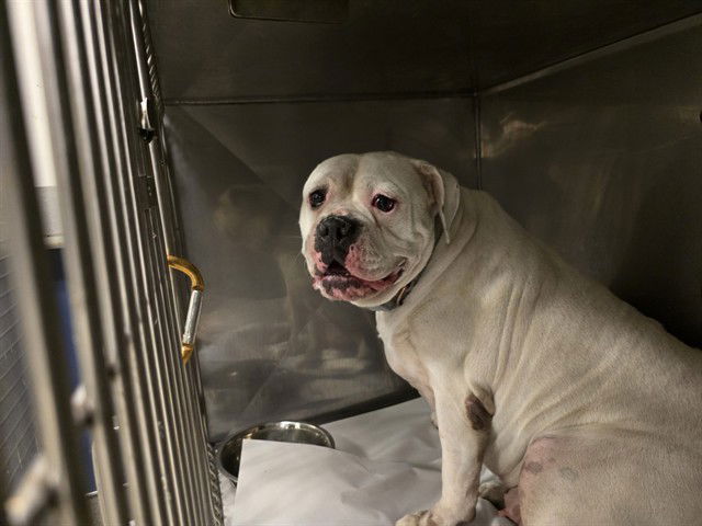 adoptable Dog in Miami, FL named CLAUDIA