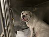 adoptable Dog in  named CLAUDIA
