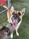 adoptable Dog in  named FINN
