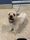 adoptable Dog in  named APOLLO