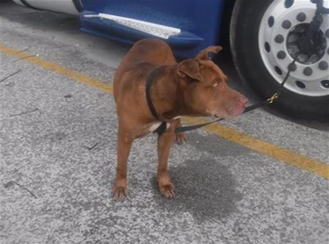 adoptable Dog in Miami, FL named THEO