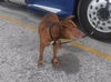 adoptable Dog in  named THEO