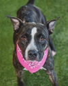 adoptable Dog in  named CHICHI