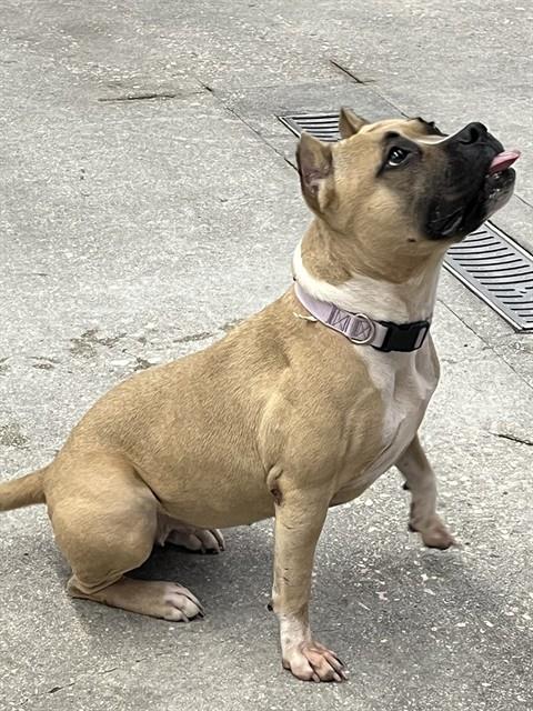 adoptable Dog in Miami, FL named ELEANOR