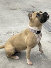 adoptable Dog in  named ELEANOR