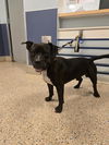 adoptable Dog in  named CHARLIE