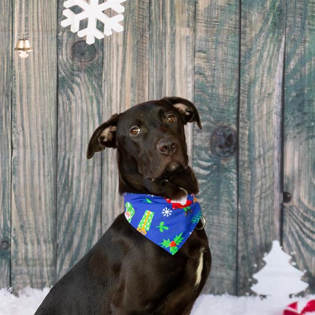 adoptable Dog in Miami, FL named BRAXON