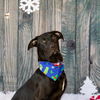 adoptable Dog in miami, FL named BRAXON
