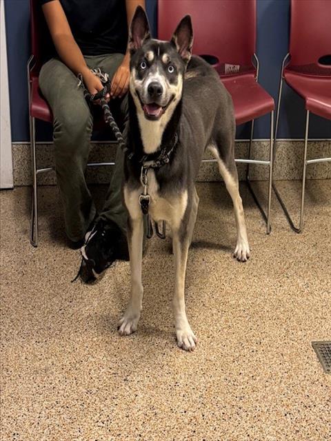 adoptable Dog in Miami, FL named APOLLO