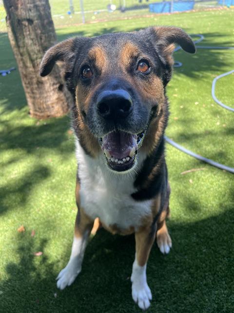 adoptable Dog in Miami, FL named ROCCO