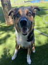 adoptable Dog in miami, FL named ROCCO