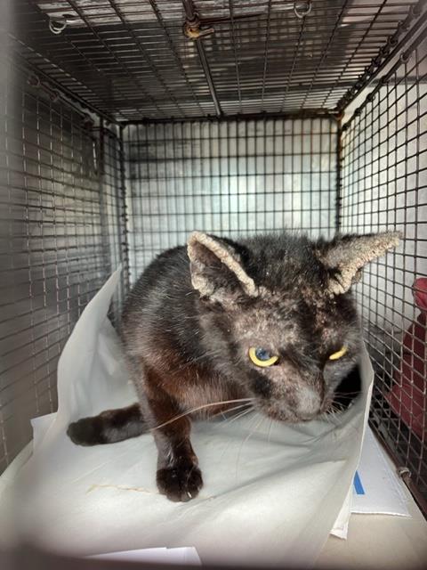 adoptable Cat in Miami, FL named SHADES