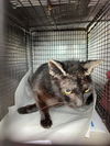 adoptable Cat in miami, FL named SHADES