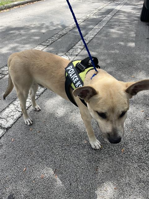 adoptable Dog in Miami, FL named BEAN