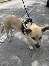 adoptable Dog in  named BEAN