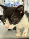 adoptable Cat in miami, FL named BANDIT