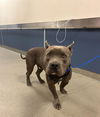 adoptable Dog in  named ROBIN