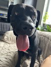 adoptable Dog in  named LEON