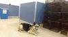 adoptable Dog in miami, FL named BRENDA