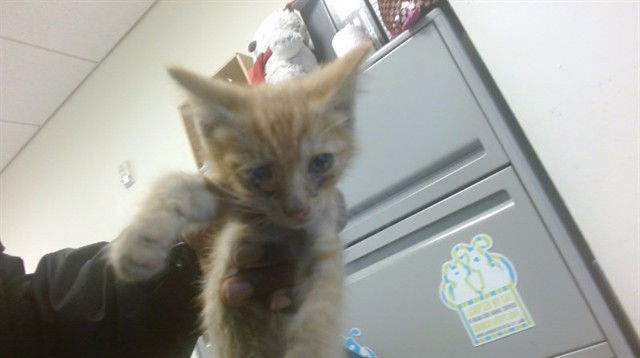 adoptable Cat in Miami, FL named ROAD RUNNER