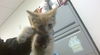 adoptable Cat in miami, FL named ROAD RUNNER