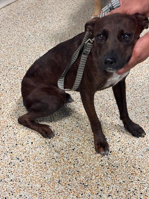 adoptable Dog in Miami, FL named GABY