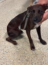 adoptable Dog in  named GABY